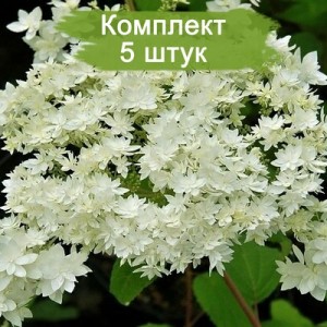 Саженцы гортензии древовидной Хаес Старбаст (Hayes Starburst) -  комплект 5 шт.
