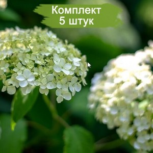 Саженцы гортензии древовидной Инкредибол  (Incrediball) -  комплект 5 шт.