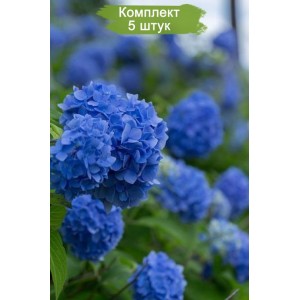 Саженцы гортензии крупнолистной Мэджикал Дэй дрим (Magical Daydream) -  комплект 5 шт.