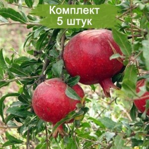 Саженцы Граната Азиатского -  комплект 5 шт.
