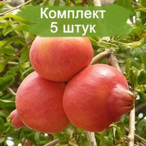 Саженцы граната Кизил-анор -  комплект 5 шт.