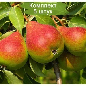 Саженцы груши Мария -  комплект 5 шт.