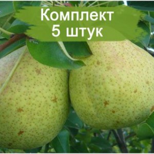 Саженцы груши Память Яковлеву -  комплект 5 шт.
