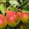 Саженцы груши Северянка краснощекой - комплект 5 шт.