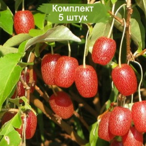Саженцы гуми Южный -  комплект 5 шт.