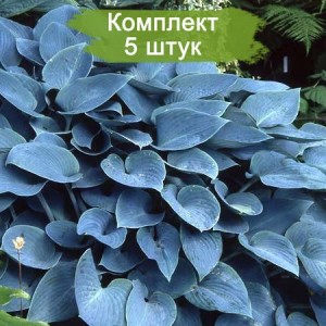 Саженцы хосты Халцион (Halcyon) -  комплект 5 шт.