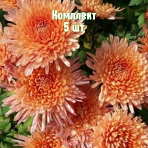 Саженцы хризантемы Белочка - комплект 5 шт.