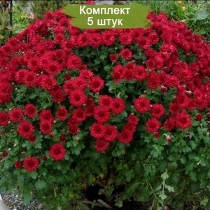 Саженцы хризантемы бордовой мультифлоры Бранроял (Branroyal) -  комплект 5 шт.