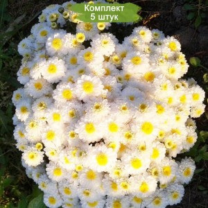 Саженцы бледно-желтой хризантемы мультифлоры Эльф Йеллоу (Elfie Yellow) -  комплект 5 шт.
