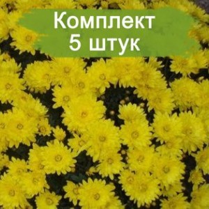Саженцы желтой хризантемы мультифлоры Пауло Еллоу (Paularo Yellow) -  комплект 5 шт.