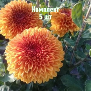 Саженец хризантемы Венди Бронз - комплект 5 шт.