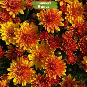 Саженцы хризантемы желто-оранжевой мультифлоры Яхо Оранж (Yahou Orange) - комплект 5 шт.