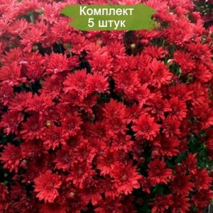 Саженцы красной хризантемы мультифлоры Зелос (Zelos) -  комплект 5 шт.