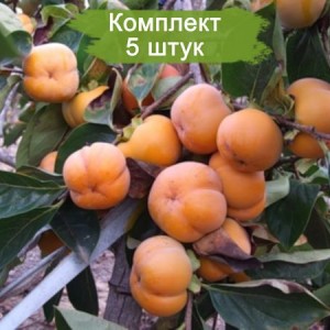 Саженцы хурмы Джон Рик (John Rick) -  комплект 5 шт.