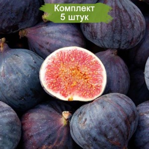 Саженцы Инжира фиолетового ремонтантного Черный крымский -  комплект 5 шт.