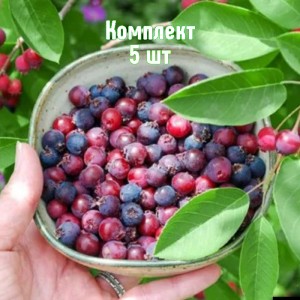 Саженцы ирги Бриллиант - комплект 5 шт.