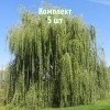 Саженцы ивы плакучей Памяти Миндовского - комплект 5 шт.
