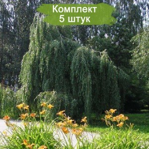 Саженцы Ивы плакучей (зеленой) -  комплект 5 шт.