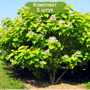 Саженцы Катальпы  -  комплект 5 шт.