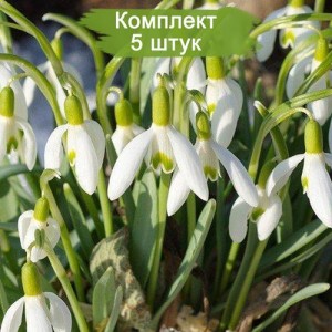 Луковицы Кавказского подснежника -  комплект 5 шт.