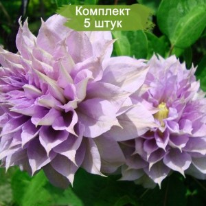 Саженцы клематиса Бель оф Вокинг (Belle of Woking) -  комплект 5 шт.