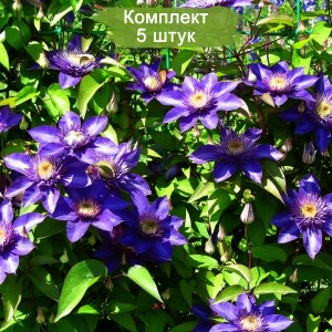 Саженцы клематиса Мульти Блю (Multi Blue) -  комплект 5 шт.