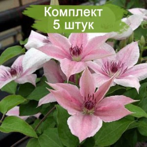 Саженцы клематиса Пинк Фэнтези (Pink Fantasy) -  комплект 5 шт.