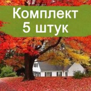 Саженцы клёна краснолистый до 2 метров -  комплект 5 шт.