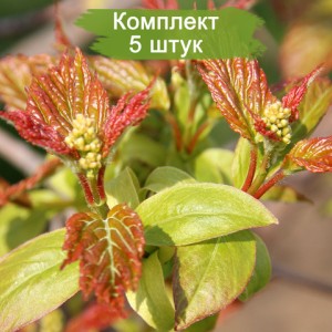 Сеянцы клёна Татарский (до 20 см) -  комплект 5 шт.
