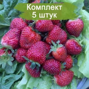 Саженцы клубники Черный принц (Средняя) -  комплект 5 шт.