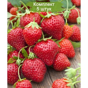 Саженцы ремонтантной клубники Мара де Буа (Ранняя) -  комплект 5 шт.