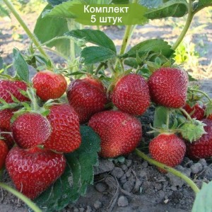 Саженцы Клубники Сенсация (Средняя) -  комплект 5 шт.
