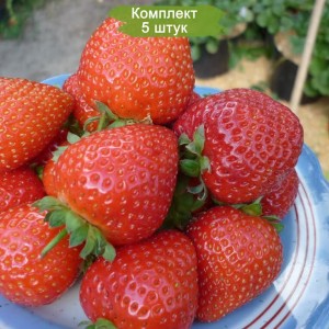 Саженцы ремонтантной клубники - земляники Спаржа (Ранняя) -  комплект 5 шт.