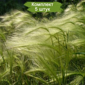 Саженцы ковыли Перистой -  комплект 5 шт.