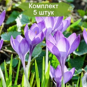Луковицы крокуса крупноцветкового Прекрасный -  комплект 5 шт.