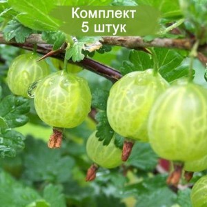 Саженцы крыжовника Малахит (слабошипный) -  комплект 5 шт.