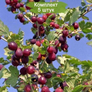 Саженцы крыжовника Неслуховский -  комплект 5 шт.