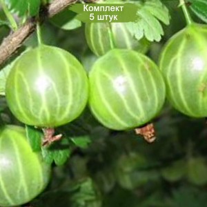 Саженцы крыжовника Слабошиповатый -  комплект 5 шт.