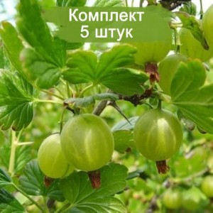 Саженцы крыжовника Юбилейный -  комплект 5 шт.