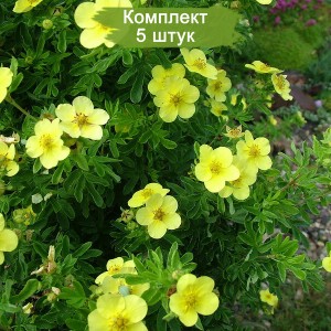 Саженцы лапчатки кустарниковой (Курильского чая) Фридхем (Fridhem)  -  комплект 5 шт.
