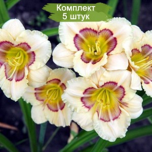 Саженцы лилейника Ол Американ Бейби (All american baby) -  комплект 5 шт.