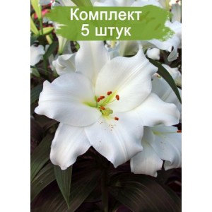 Луковицы лилии Фредо (Fredo )  -  комплект 5 шт.