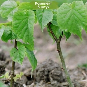 Саженцы липы Сибирской до 20 см -  комплект 5 шт.