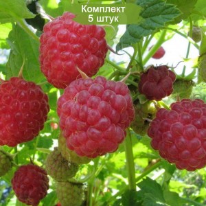 Саженцы ремонтантной малины Аленушка (Красная) -  комплект 5 шт.