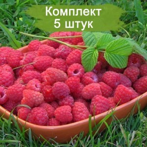 Саженцы малины Киржач (Красная) -  комплект 5 шт.