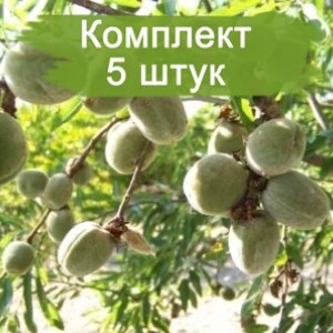 Саженцы миндаля Виктория -  комплект 5 шт.