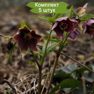Саженцы морозника Красноватого -  комплект 5 шт.
