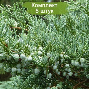 Саженцы можжевельника Виргинского 20-40 см -  комплект 5 шт.
