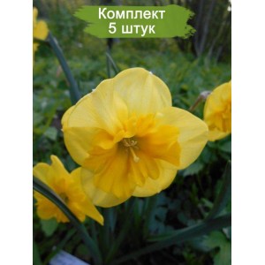 Луковицы желтого нарцисса Керли Лэйс (Curly Lace) -  комплект 5 шт.
