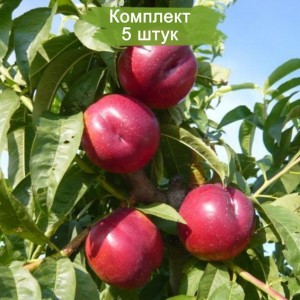 Саженцы нектарина колоновидного Рубиновый 7 -  комплект 5 шт.